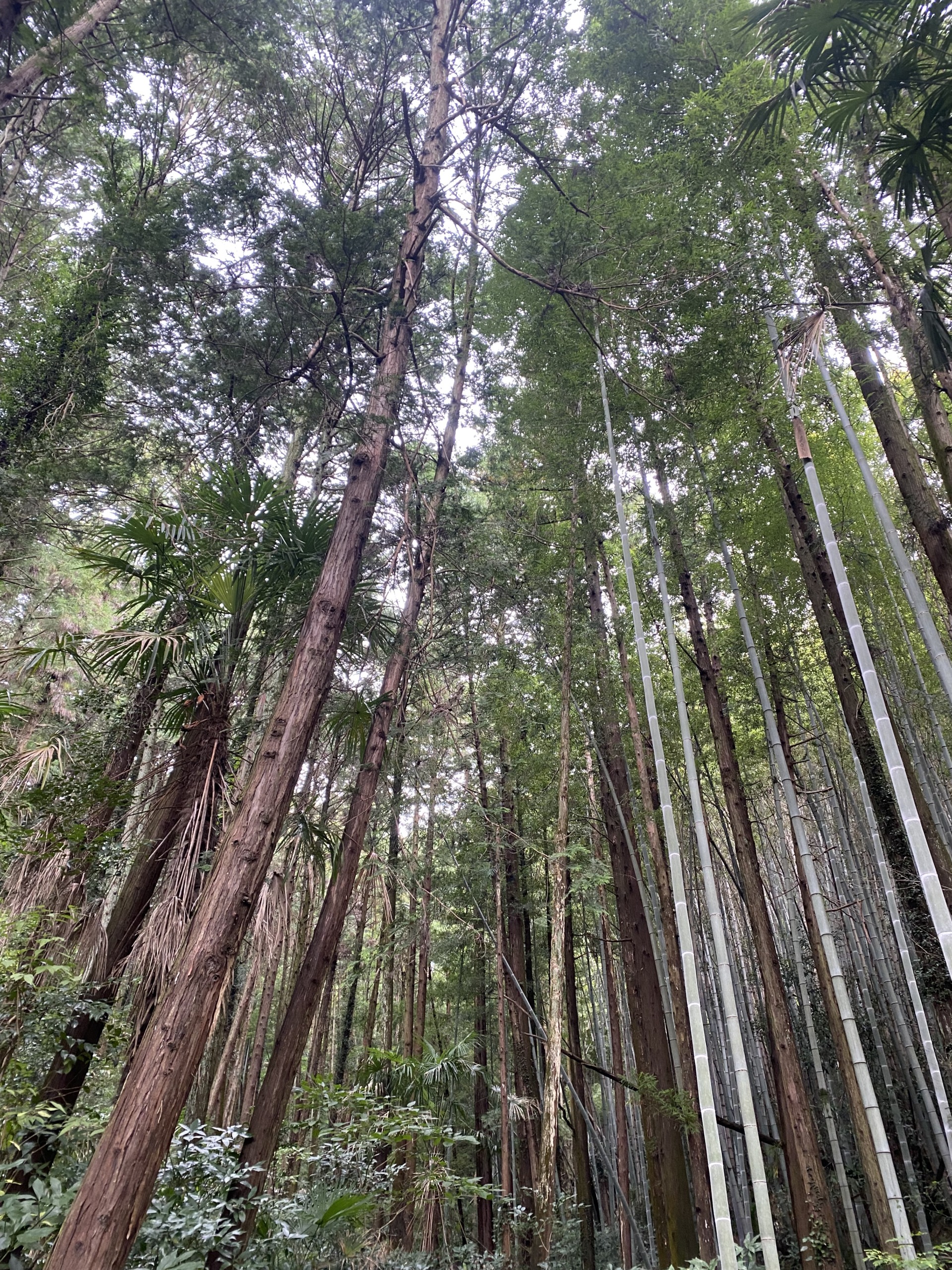 裏山の竹やぶ