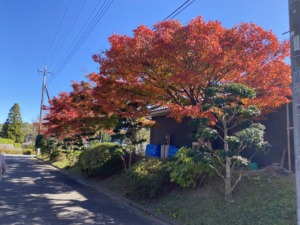 むさしの浄苑の紅葉