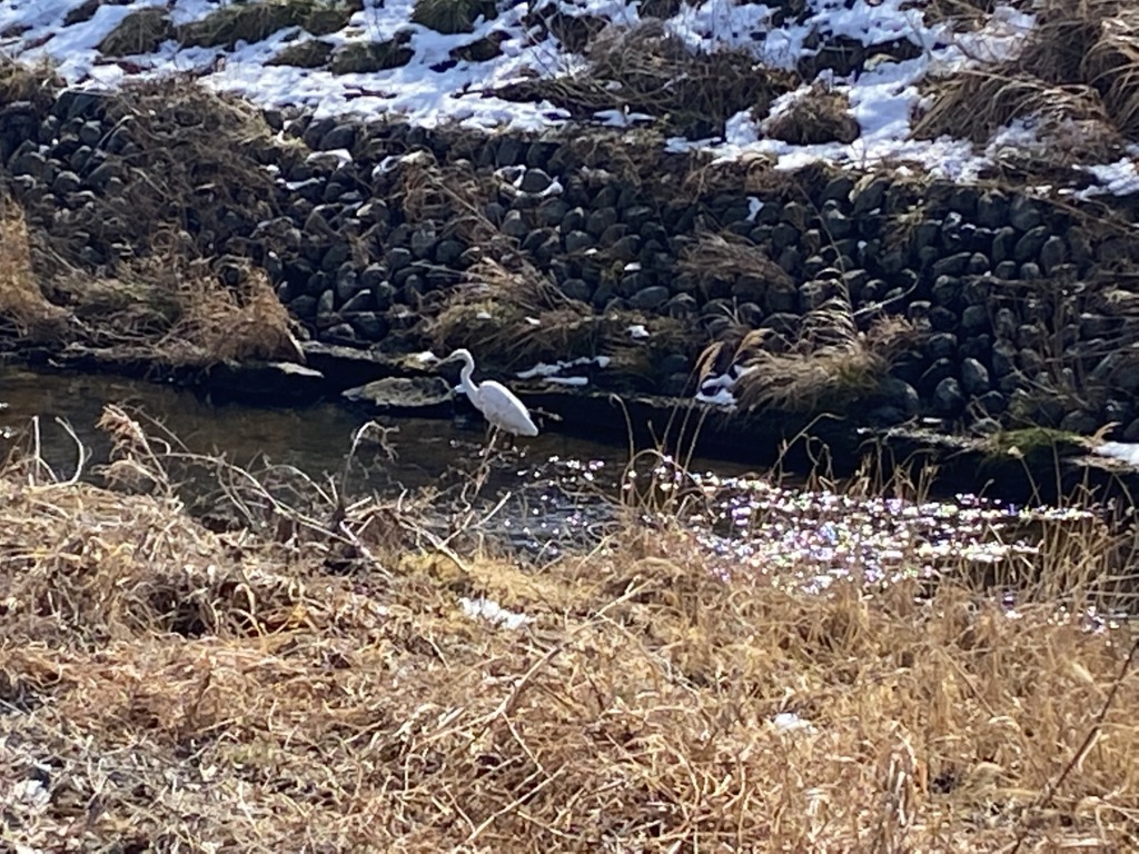 しらさき見つけました